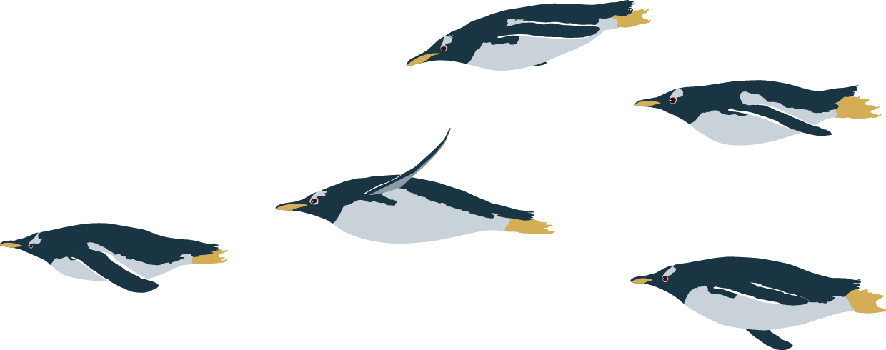 ジェンツーペンギン